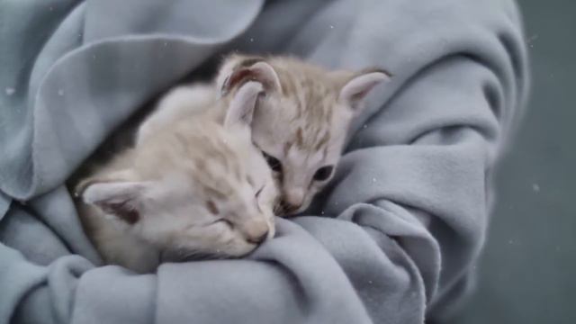НОВЫЙ ГОД И УРОДЛИВЫЕ КРОССОВКИ | ужасные кроссы | новый год с Денис Кои | смотреть онлайн