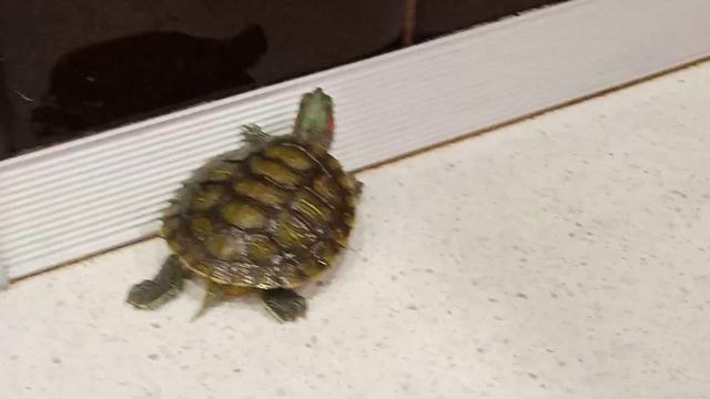 Черепашка по имени Наташка.Черепаха красноухая. Самара. смотреть онлайн