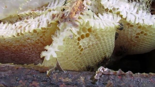 как получить бортевой мед в обычном улье смотреть онлайн