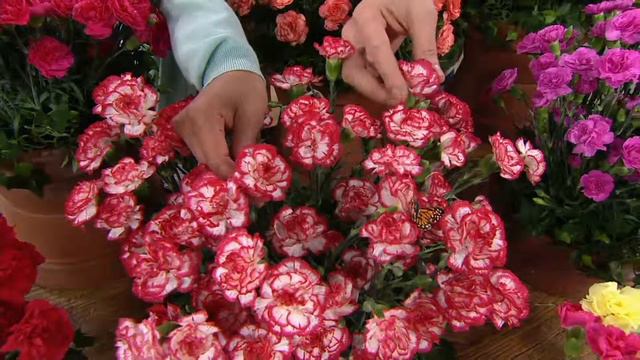 Roberta's 6-pc. Jumbo Fragrant First Frilly Dianthus Collection On QVC