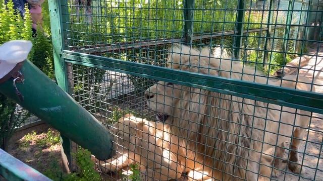 Feeding the lion in the ecopark in Kharkiv. Кормление львов в Эко парке в Харькове смотреть онлайн