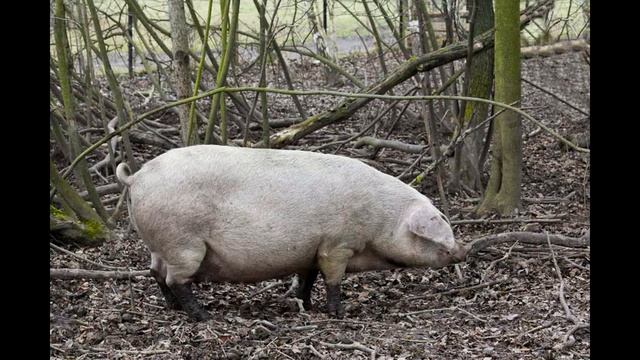 Русский хамон смотреть онлайн