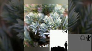 Можжевельник чешуйчатый Блю Стар"Blue Star".Juniper scaly Blue Star