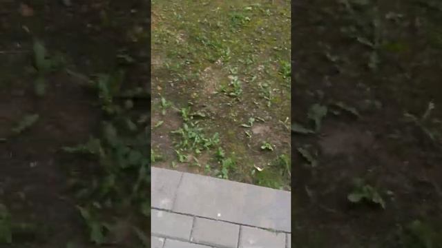 Минск. Жара. Некоторые птицы погибают. смотреть онлайн