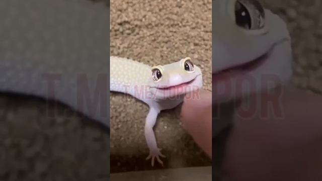 милая  ящерица  #рекомендации