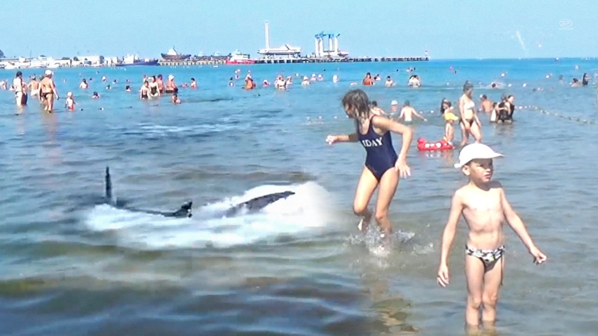 АКУЛА у берега в Анапе? смотреть онлайн