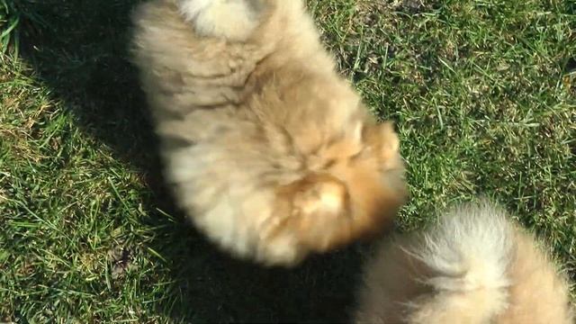 ПОМЕРАНСКИЙ ШПИЦ смотреть онлайн