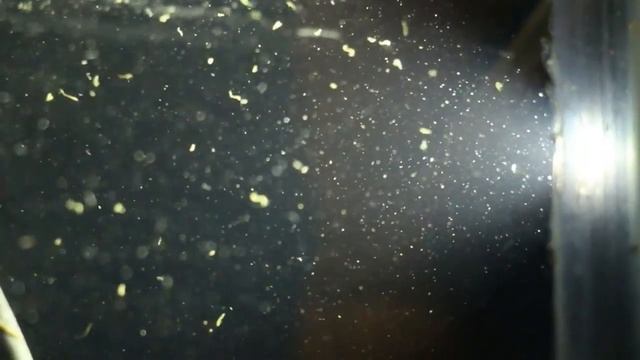 Белые черви в аквариуме