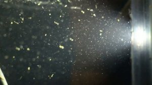 Белые черви в аквариуме