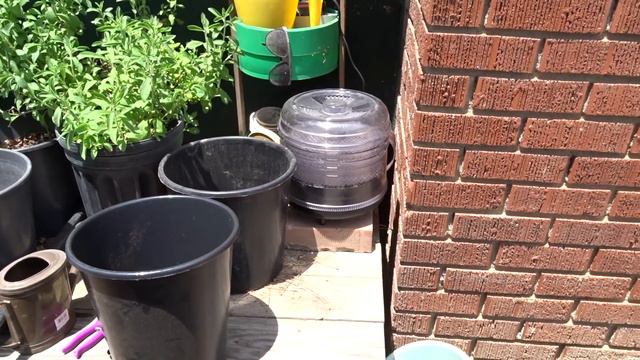 GROW Ginger & Turmeric EASY In Containers And Stevia And Vanilla Orchid Orange & Black Turmeric