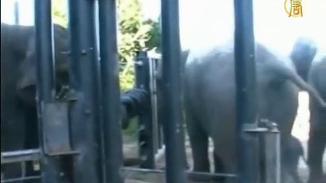 Впервые азиатские слоны дали потомство в неволе смотреть онлайн
