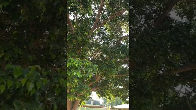 Фикусы/растут прямо на улице/Я живу в Израиле/ смотреть онлайн