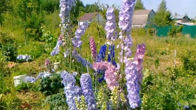 Мои новозеландские дельфиниумы. смотреть онлайн