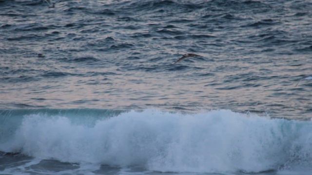 Seagull written by korean poet Rose.M #reading a poem by Korean #English poem #Korean poet смотреть онлайн