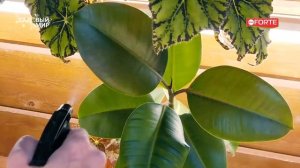 Секреты правильного ухода за фикусом. Удобрение для фикусов и пальм от Bona Forte.