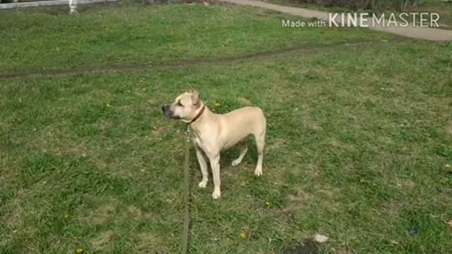 Как и чем кормить собаку Амстафф.