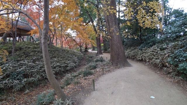 紅葉の六義園を散歩 2020.12 SONY HDR-AS300 / ZHIYUN CRANE M2 смотреть онлайн