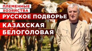 Племенное хозяйство | Казахская белоголовая корова | Мясное животноводство