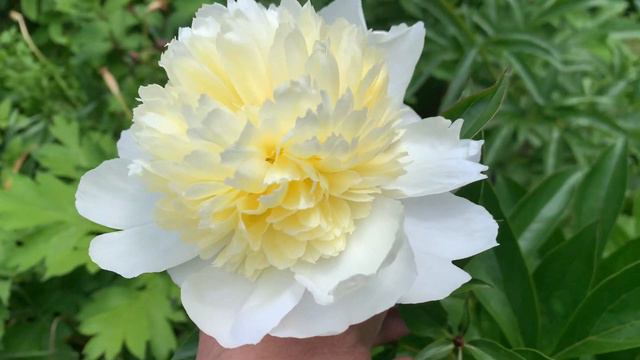 Paeonia 'Carolina Moon'- канал ЮТУБ : ПІВОНІЇ - ВСЕ ПРО НИХ смотреть онлайн