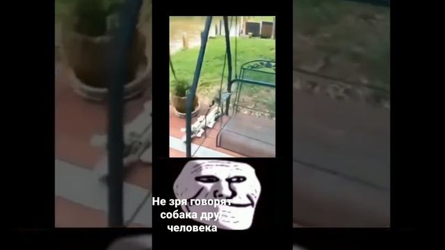 На видео человек не пострадал он просто прыгнул в воду а его собака подумала что он тонет смотреть онлайн