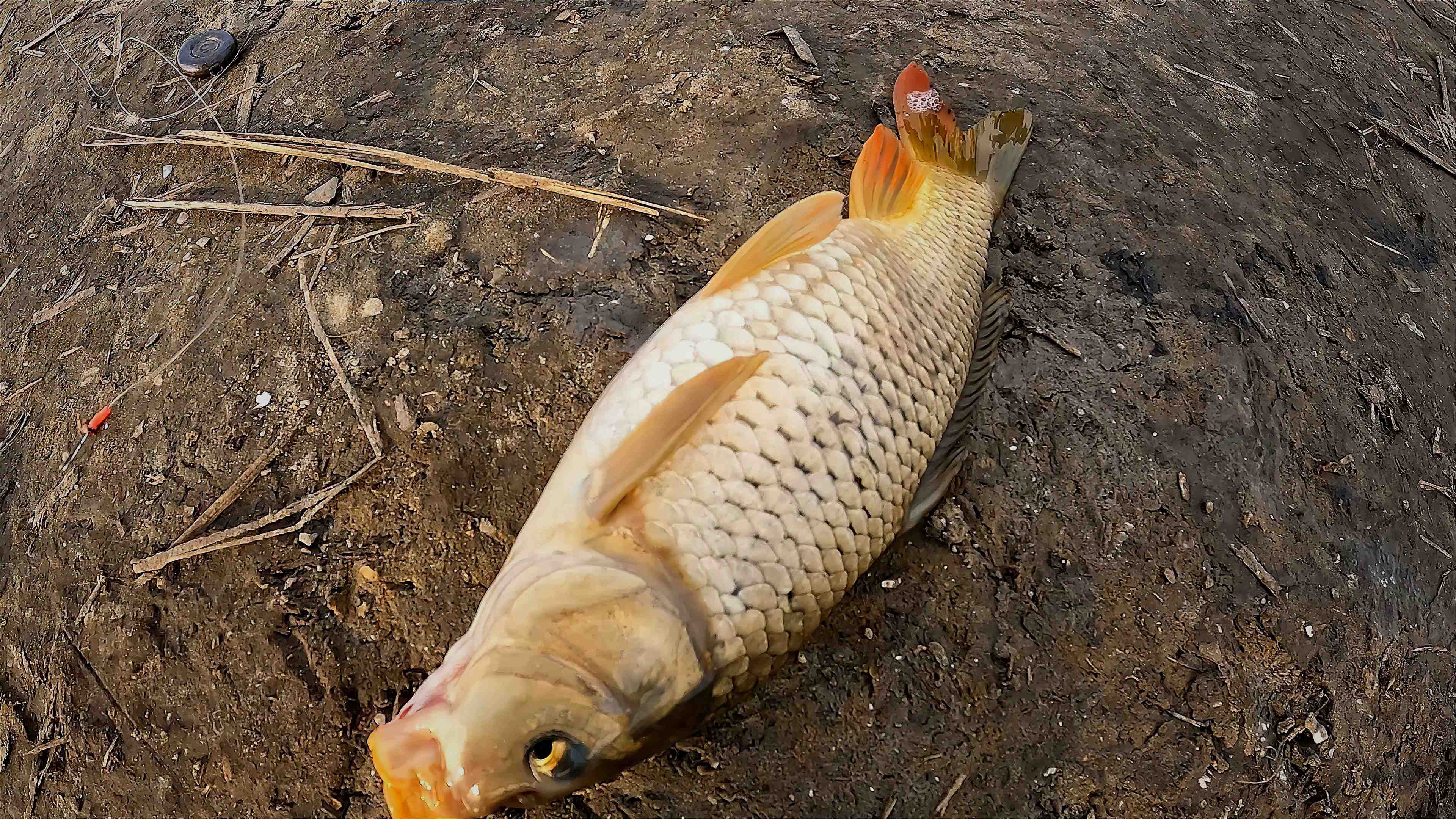 ДА СКОЛЬКО ЖЕ ТУТ САЗАНЧИКОВ! Рыбалка на донки. Наловили карасей. Отпускали сазанов. смотреть онлайн