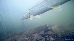 Реакция ЩУКИ на ЩУКУ, КОТОРАЯ СЪЕЛА КАРАСЯ!