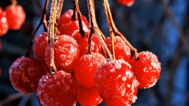 Дремлют плакучие ивы.flv смотреть онлайн