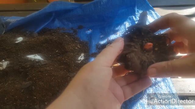 Выкапываю Amorphophallus Konjac-Есть Повод для Беспокойства. Жду Советов смотреть онлайн