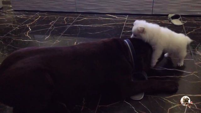 Умка. Привет из Дома| Приют Дружок Липецк| Umka. Greetings from Home| Shelter Druzhok Lipetsk| смотреть онлайн