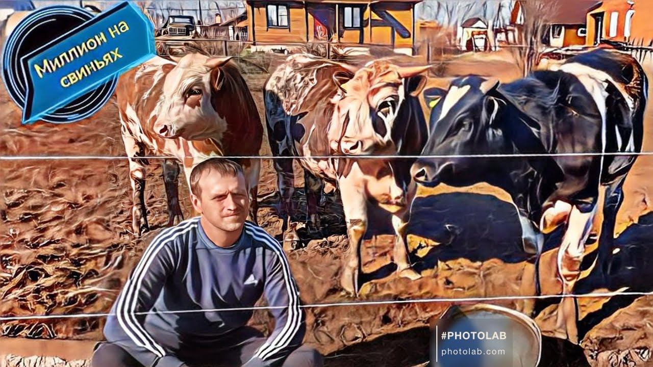 Установил электропастух для быков! Элитные поросята уезжают ЖД доставкой. смотреть онлайн