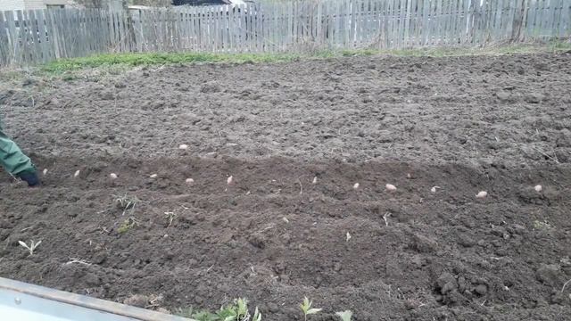 Посадка картофеля В БОРОВКИ под плуг мотоблоком МТЗ 09Н смотреть онлайн