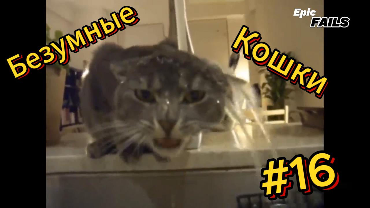 ДО СЛЁЗ ? подборка безумных кошек | Смешные видео - Лучшие ПРИКОЛЫ 16 смотреть онлайн