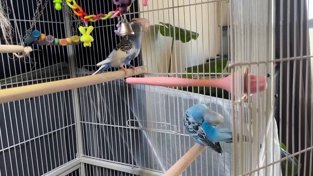 НАШИ ЖИВОТНЫЕ В АМЕРИКЕ ??ЖИЗНЬ В США смотреть онлайн