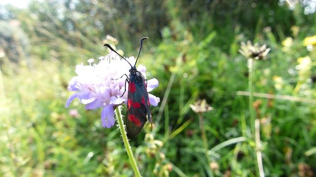Sechsfleck-Widderchen (Zygaena filipendulae) смотреть онлайн