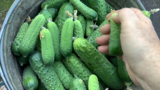 Первый день осени. Корзинка мала. Ведро в самый раз.