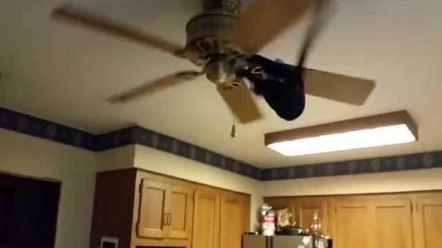 The Ceiling Fan Cat смотреть онлайн
