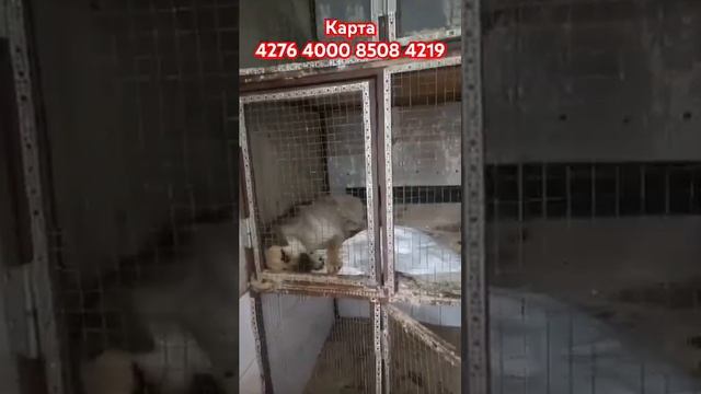 Капаем третий день! смотреть онлайн