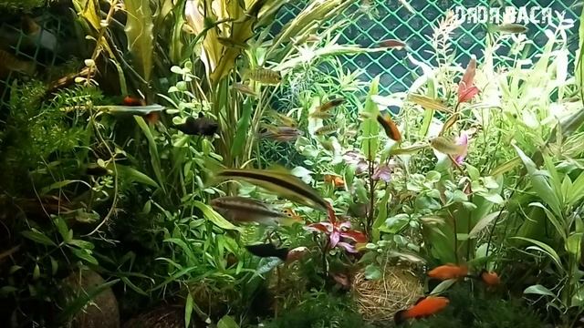 УПАКОВКА И ТРАНСПОРТИРОВКА ЖИВЫХ АКВАРИУМНЫХ РЫБОК В ДРУГОЙ ГОРОД НОВОЙ ПОЧТОЙ! смотреть онлайн