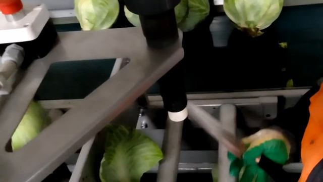 Линия подготовки капусты смотреть онлайн