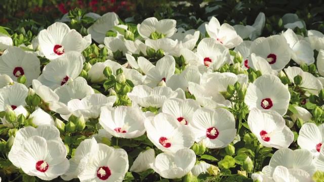 Honeymoon Hibiscus смотреть онлайн