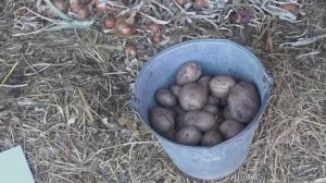 Картофель сорта Жуковский ранний: от посылки до сбора урожая.