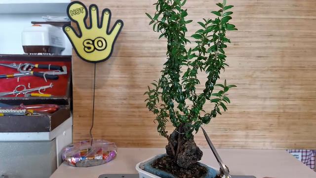 БОНСАЙ из МИРТА часть 3 формировка