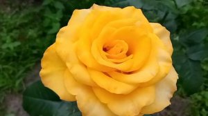 Розы: Луи де Фюнес, Керио, Голубой Нил, Ред Куин