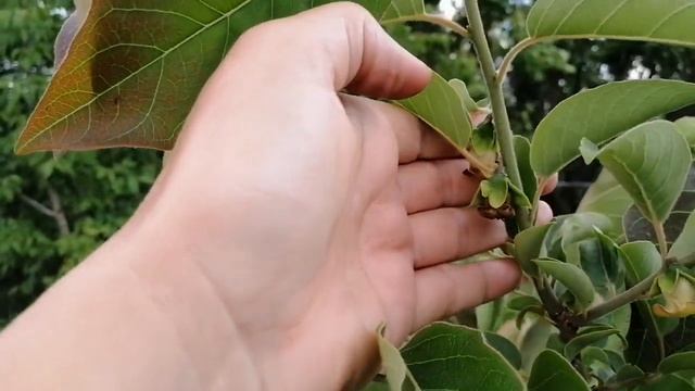 Как цветет хурма? смотреть онлайн