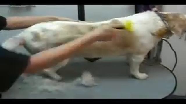 Фурминатор( Инструмент для удаления линяющей шерсти) смотреть онлайн