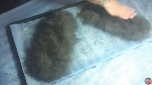 Тапки из собачьей шерсти. Часть I.