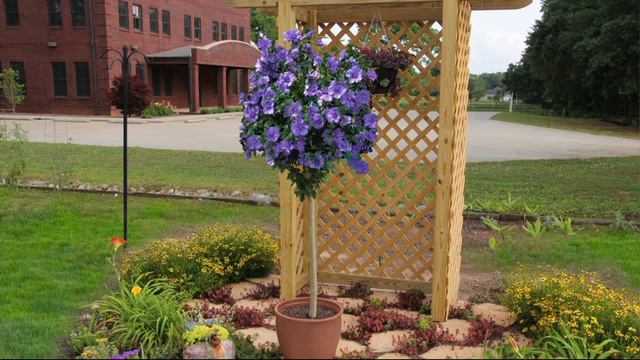 Cottage Farms Blueberry Smoothie Rose of Sharon Tree on QVC смотреть онлайн