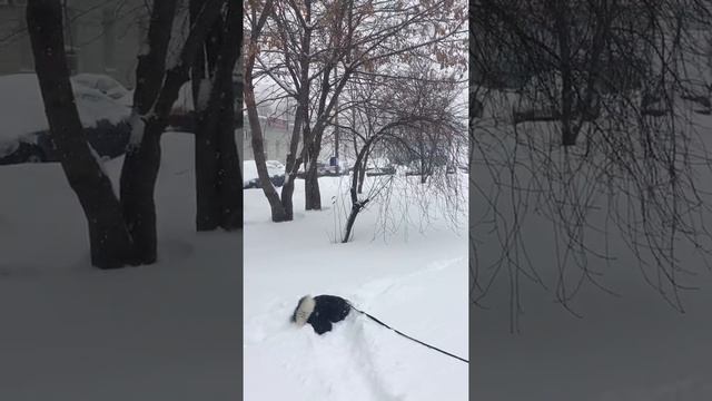 Хаски Ненси, зима однозначно ее любимое время года смотреть онлайн