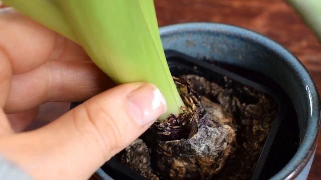 Aftercare For Hyacinths Grown In Pots! What To Do When Flowering Is Over ? BG смотреть онлайн
