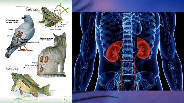 §13 "Выделение", Биология 6 класс, Сивоглазов смотреть онлайн